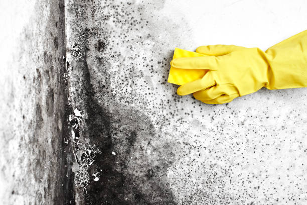 Best Basement Mold Remediation in Rshfield Hills, MA