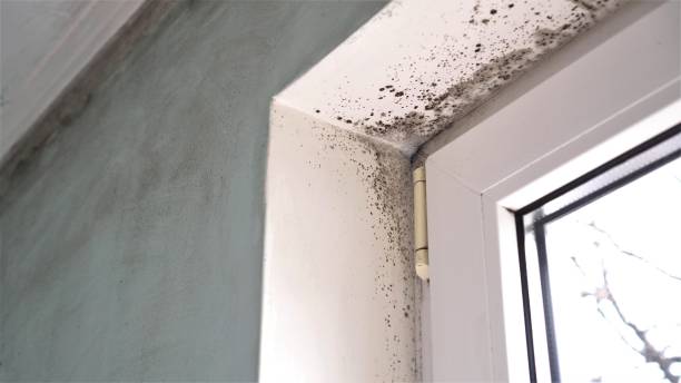 Best Crawl Space Mold Remediation in Rshfield Hills, MA