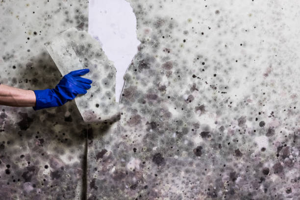  Rshfield Hills, MA Mold Removal Pros