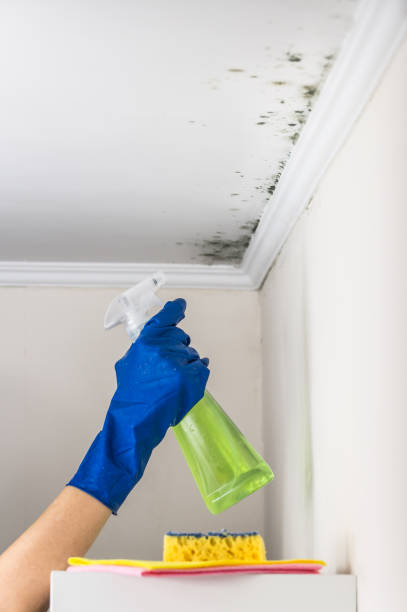 Best Bathroom Mold Remediation in Rshfield Hills, MA